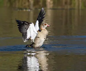 Reflections: Egyptian Goose, adult male bird