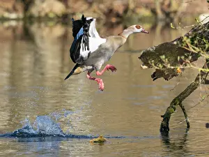 Take Off: Egyptian Goose, adult male bird