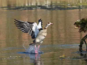 Egyptian: Egyptian Goose, adult male bird