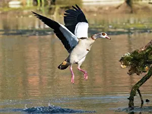 Egyptian: Egyptian Goose, adult male bird