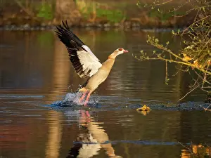 Duncan Usher: Egyptian Goose, adult male bird
