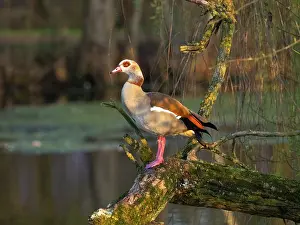Perch: Egyptian Goose, adult male bird