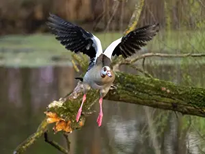 Duncan Usher: Egyptian Goose, adult male bird