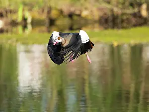 Duncan Usher: Egyptian Goose, adult male bird