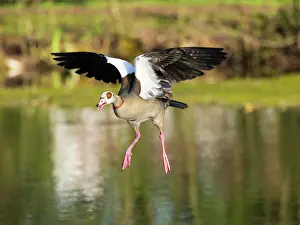 Duncan Usher: Egyptian Goose, adult male bird