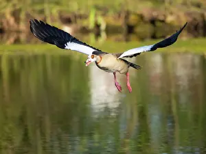 Duncan Usher: Egyptian Goose, adult male bird