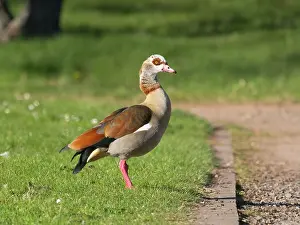 Egyptian: Egyptian Goose, adult male standing alert on green of a park