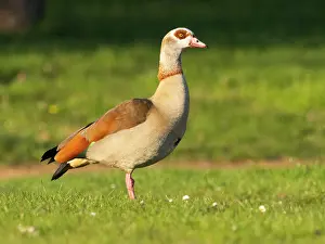 Territory: Egyptian Goose, adult male standing alert on green of a park
