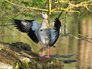 Duncan Usher: Egyptian goose, an adult male, standing at the edge of a lake