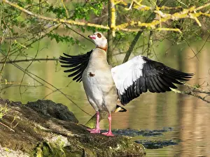 Duncan Usher: Egyptian goose, an adult male, standing at the edge of a lake
