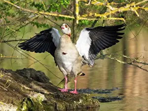 Duncan Usher: Egyptian goose, an adult male, standing at the edge of a lake