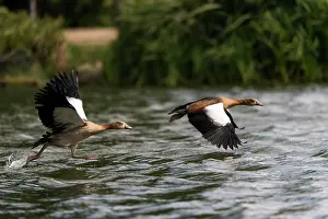 Aegyptiaca: Egyptian Goose adults in flight