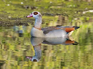 Reflections: Egyptian Goose, alert adult male bird
