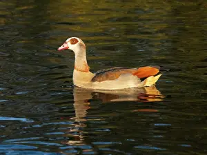 Reflections: Egyptian Goose, alert adult male bird