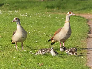 Father: Egyptian Goose, alert parent birds with goslings