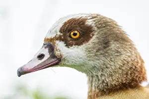 Anserini: Egyptian goose (Alopochen aegyptiaca), portrait, Bavaria