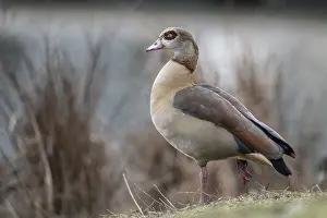 Emsland: Egyptian goose (Alopochen aegyptiaca)