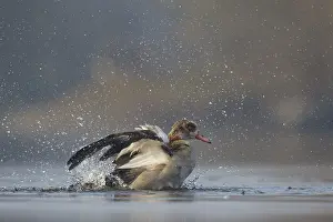 Bathing: Egyptian Goose (Alopochen aegyptiaca) bathing