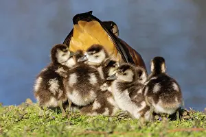 Aegyptiaca: Egyptian goose (Alopochen aegyptiaca) with chicks