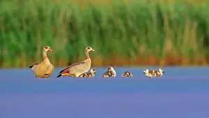 Aegyptiaca: Egyptian goose ( Alopochen aegyptiaca) Couple with