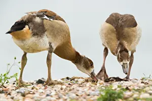 Aegyptiaca: Egyptian Goose (Alopochen aegyptiaca) juveniles