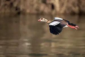 Aegyptiaca: Egyptian goose (Alopochen aegyptiaca), Moselle
