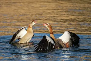 Aegyptiaca: Egyptian goose (Alopochen aegyptiaca), Moselle