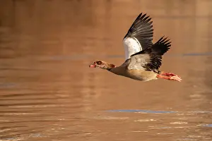 Aegyptiaca: Egyptian goose (Alopochen aegyptiaca), Moselle