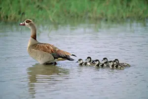 Maternal: Egyptian Goose (Alopochen aegyptiaca) Mother