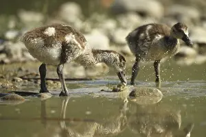 Garbage: Egyptian goose (Alopochen aegyptiaca) young bird eating fish waste in a gravel pit