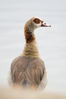 Aegyptiacus: Egyptian goose (Alopochen aegyptiacus), Rhineland-Palatinate