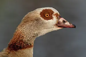Baden: Egyptian goose (Alopochen aegyptiacus), animal portrait