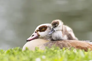 Aegyptiacus: Egyptian goose (Alopochen aegyptiacus), adult bird
