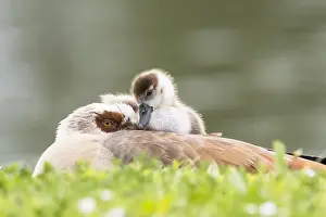 Aegyptiacus: Egyptian goose (Alopochen aegyptiacus), adult bird