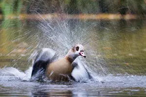 Blurred: Egyptian goose (Alopochen aegyptiacus), bathing