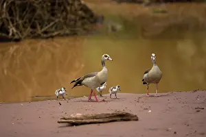 Aegyptiacus: Egyptian Goose, Alopochen aegyptiacus, family