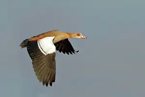 Lakeland: Egyptian Goose (Alopochen aegyptiacus), in flight