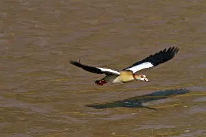 Aegyptiacus: Egyptian Goose (Alopochen aegyptiacus) flying