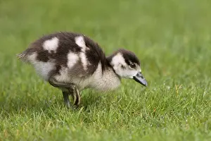 Aegyptiacus: Egyptian goose (Alopochen aegyptiacus), gosling