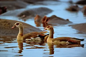 Aegyptiacus: Egyptian Goose, Alopochen aegyptiacus, Lake