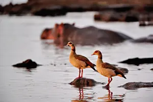 Aegyptiacus: Egyptian Goose, Alopochen aegyptiacus, Lake