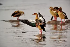 Aegyptiacus: Egyptian Goose, Alopochen aegyptiacus, Lake