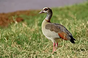 Aegyptiacus: Egyptian Goose, Alopochen aegyptiacus, Samburu