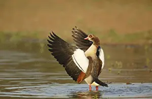 Mpumalanga: Egyptian Goose (Alopochen aegyptiacus) standing