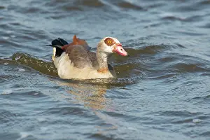 Aegyptiacus: Egyptian Goose (Alopochen aegyptiacus) swimming