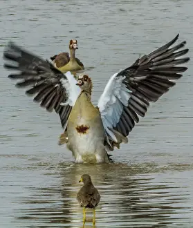 Aegyptiaca: Egyptian Goose bathing in Mara River with open wings