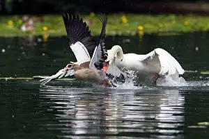 Aegyptiaca: Egyptian Goose - being chased by territorial Mute
