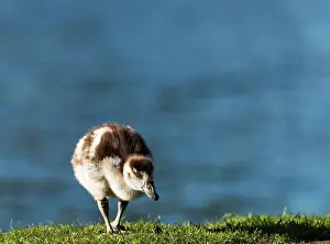 Aegyptiaca: Egyptian Goose chick walking on grass