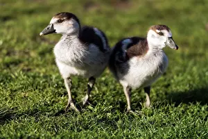 Egyptian Goose chicks on the ground