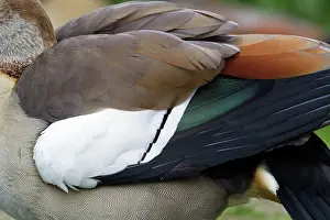 Aegyptiaca: Egyptian Goose - detailed study of wing feathers
